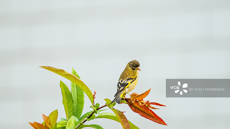 金翅雀鸟栖息在植物上的特写镜头图片素材