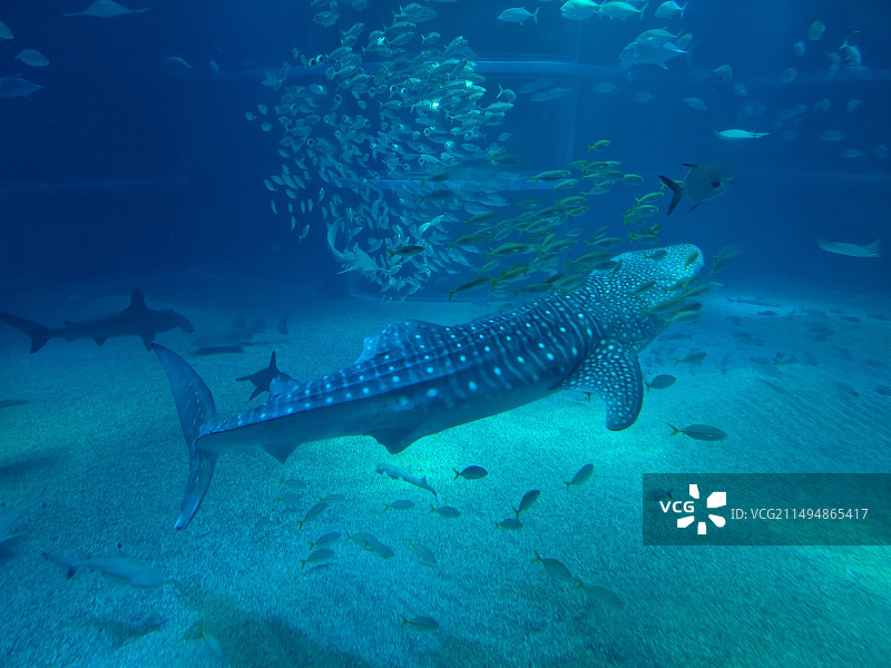 鲸鲨图片素材