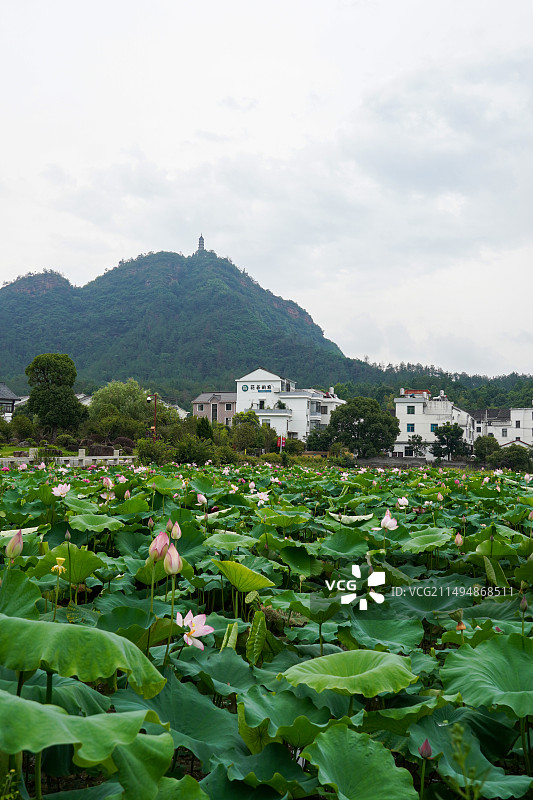 天台山塔后荷花池与远处赤城山图片素材
