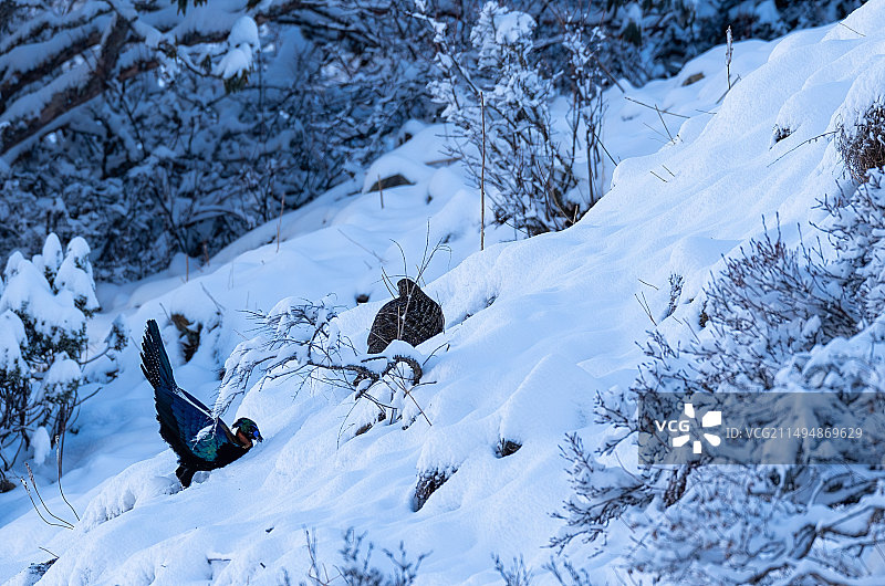 山雪鹤影图片素材