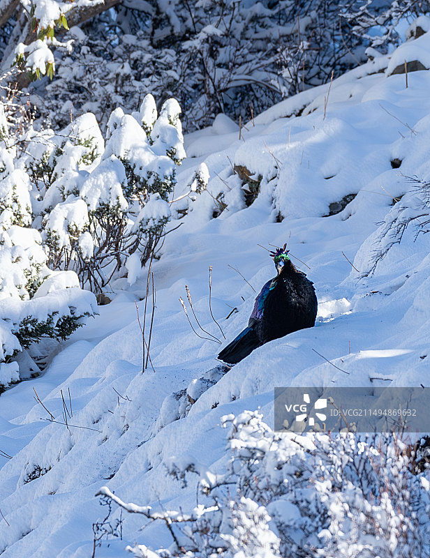 山雪鹤影图片素材