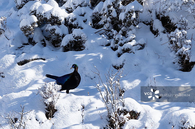 山雪鹤影图片素材