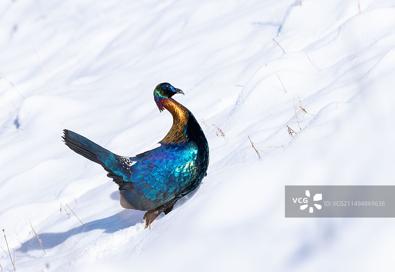 山雪鹤影图片素材