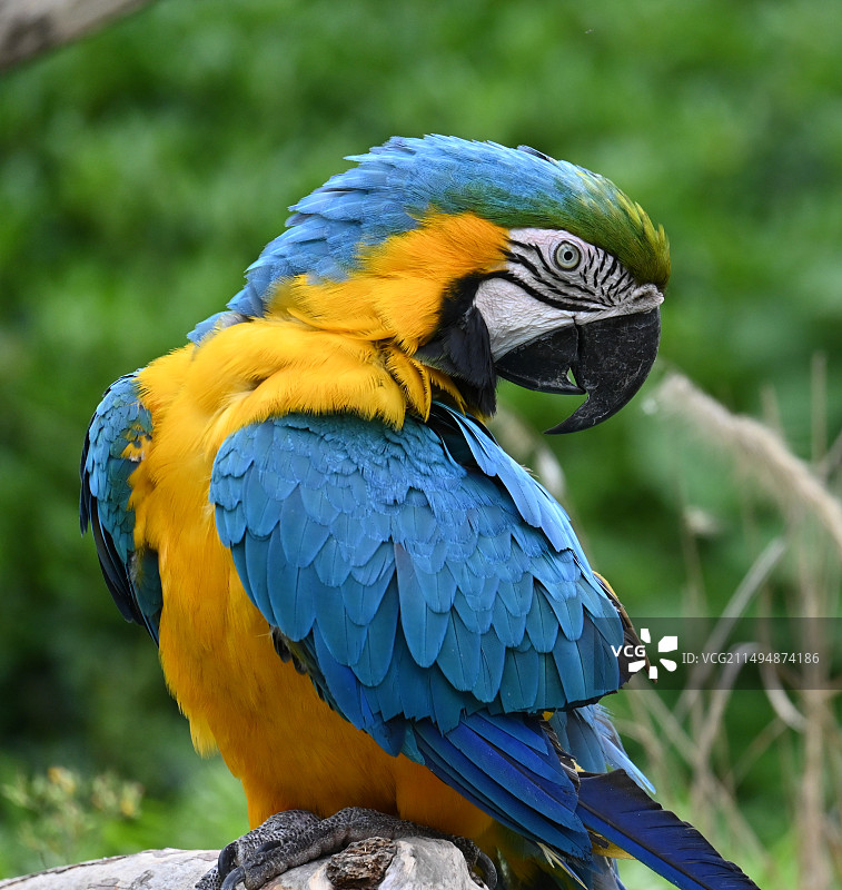 动物世界2图片素材