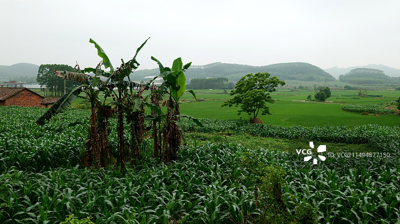 雨后的中国式乡村宁静而美丽图片素材