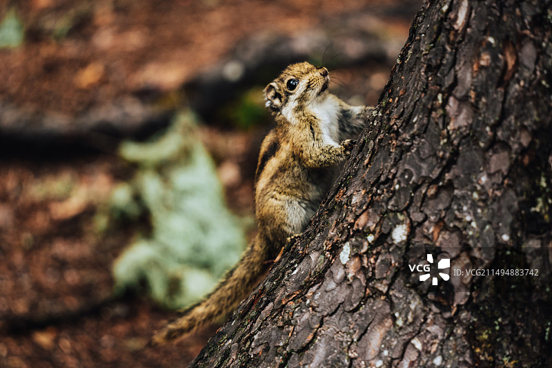香格里拉普达措小松鼠图片素材
