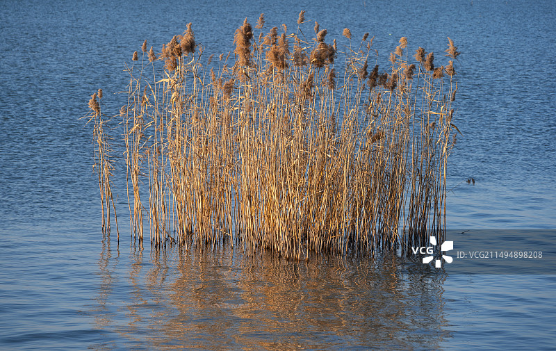 湖面上的芦苇荡图片素材