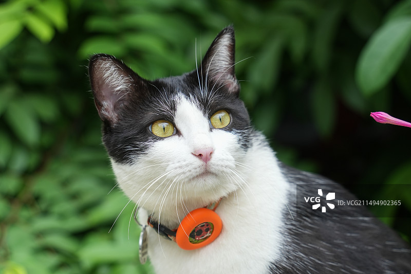 猫的特写肖像图片素材