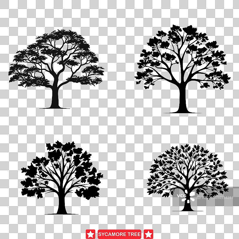 自然交响曲：悬铃树剪影图片素材