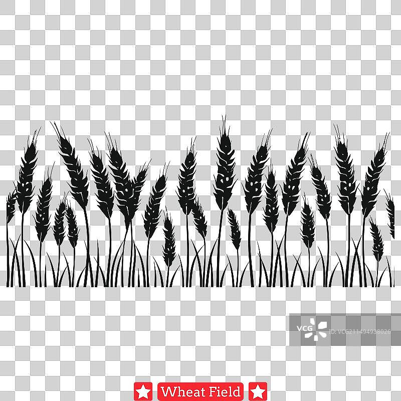 阳光明媚的丰收麦田图片素材