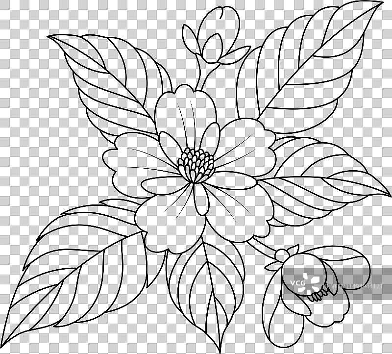 茉莉花填色页图片素材