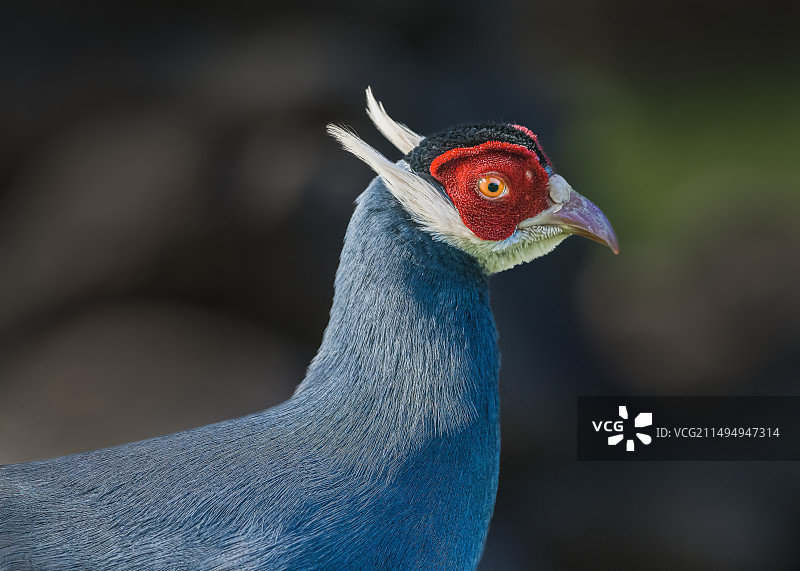 蓝马鸡图片素材