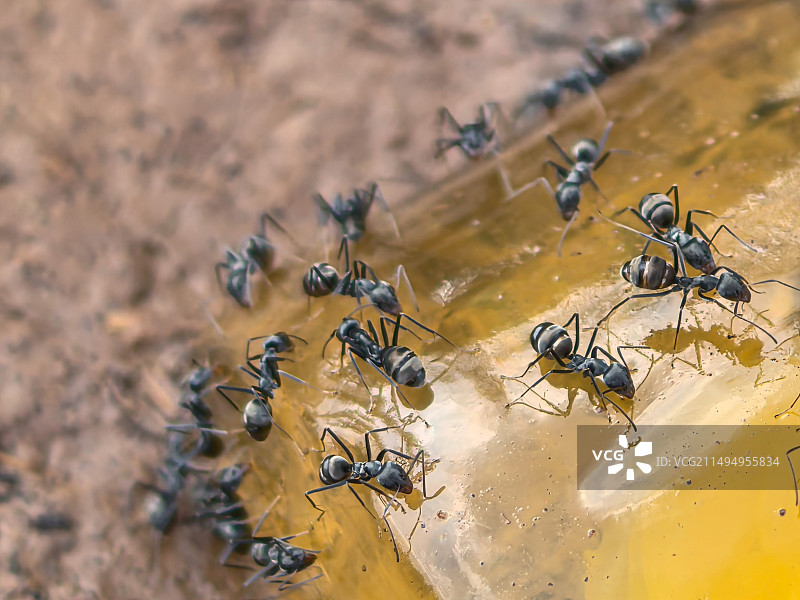 一群蚂蚁在觅食的特写镜头图片素材