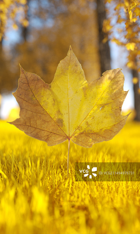 秋天枫叶落叶场景图片素材