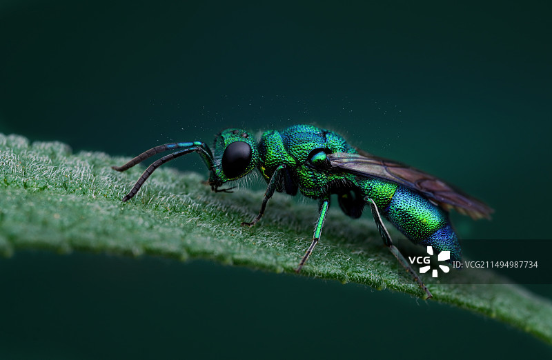 青蜂~美丽的金属光泽图片素材