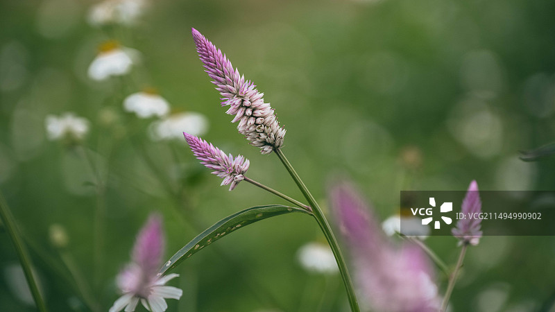 田园风光图片素材