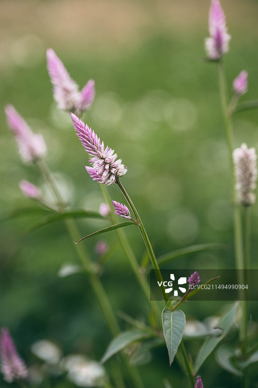 田园风光图片素材