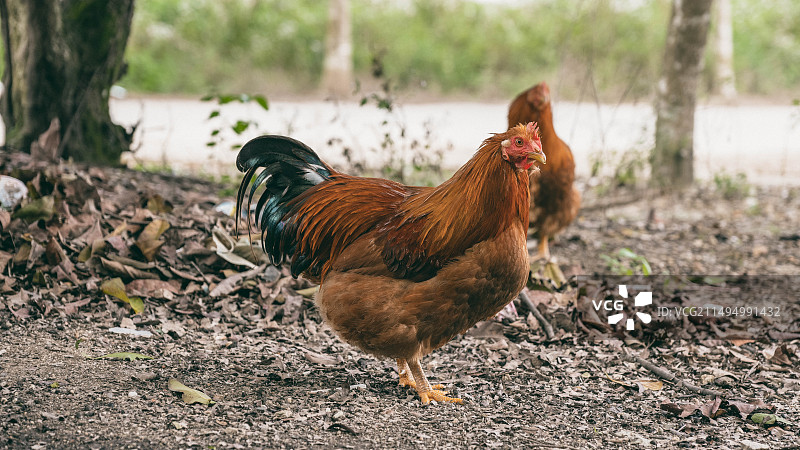 田园的鸡图片素材