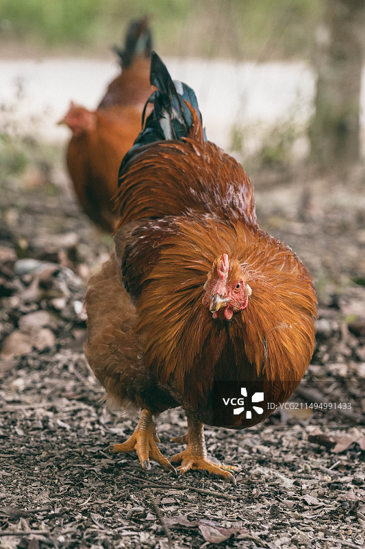 田园的鸡图片素材