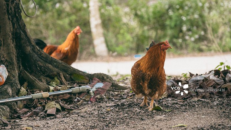 田园的鸡图片素材