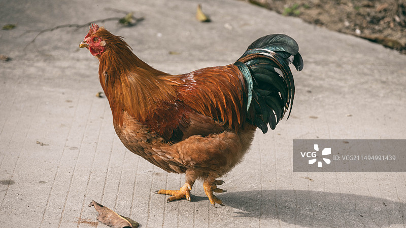 田园的鸡图片素材