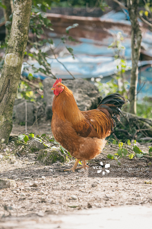 田园的鸡图片素材