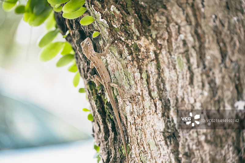 伏石蕨上的绿背树蜥图片素材