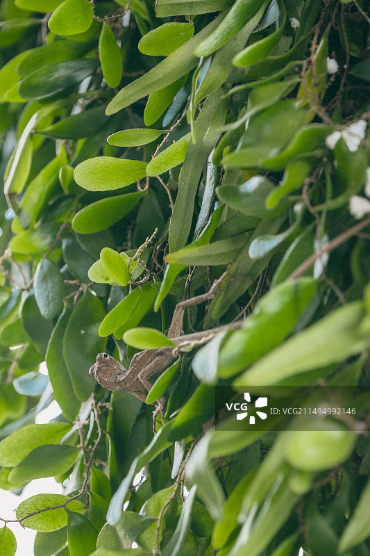 伏石蕨上的绿背树蜥图片素材