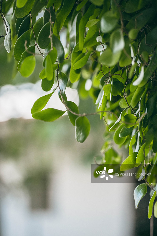 伏石蕨上的绿背树蜥图片素材