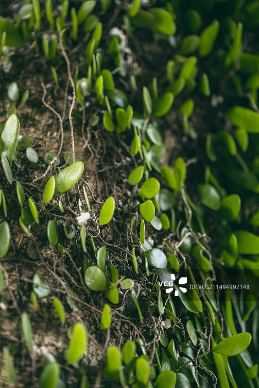 伏石蕨上的绿背树蜥图片素材