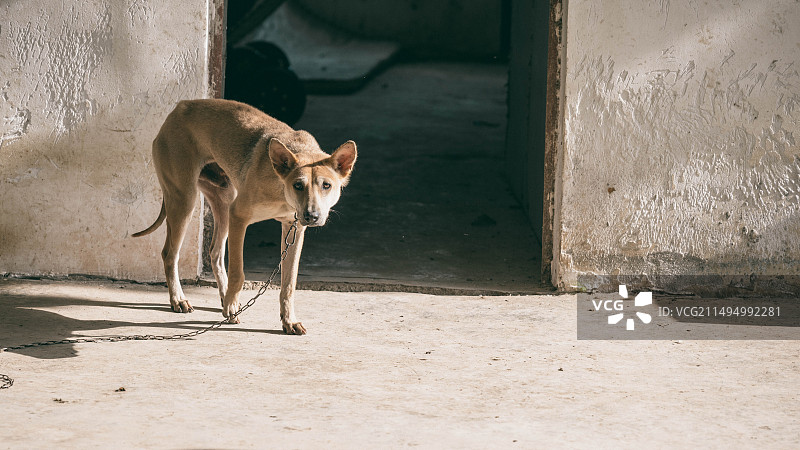 看门狗图片素材