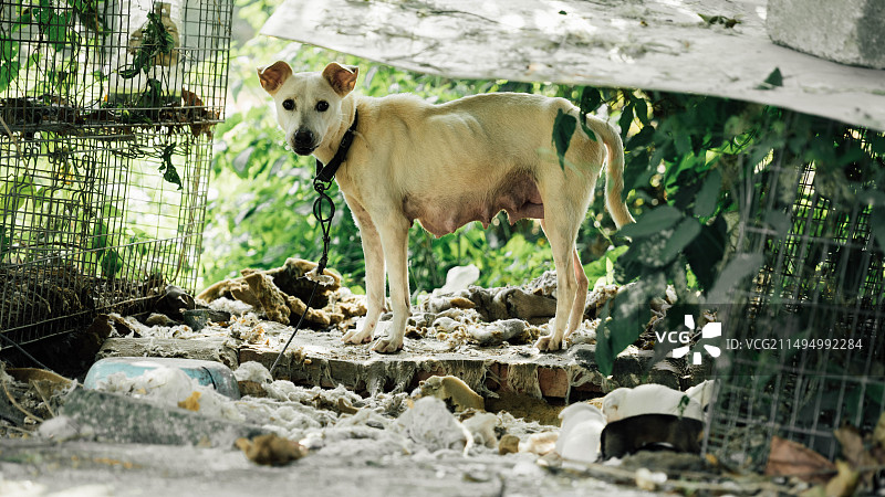看门狗图片素材