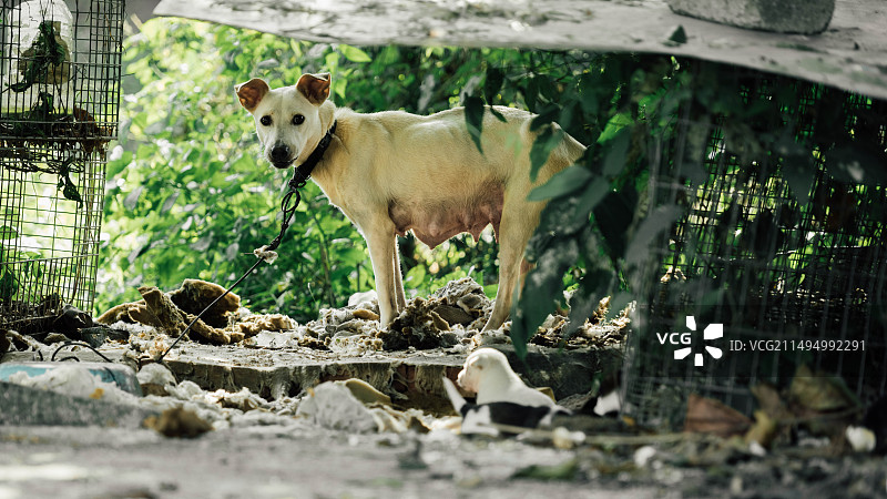 看门狗图片素材