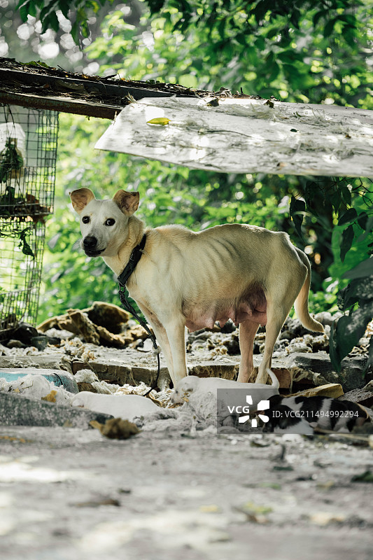 看门狗图片素材
