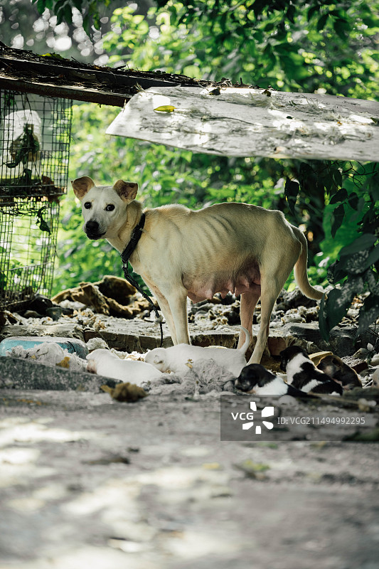 看门狗图片素材