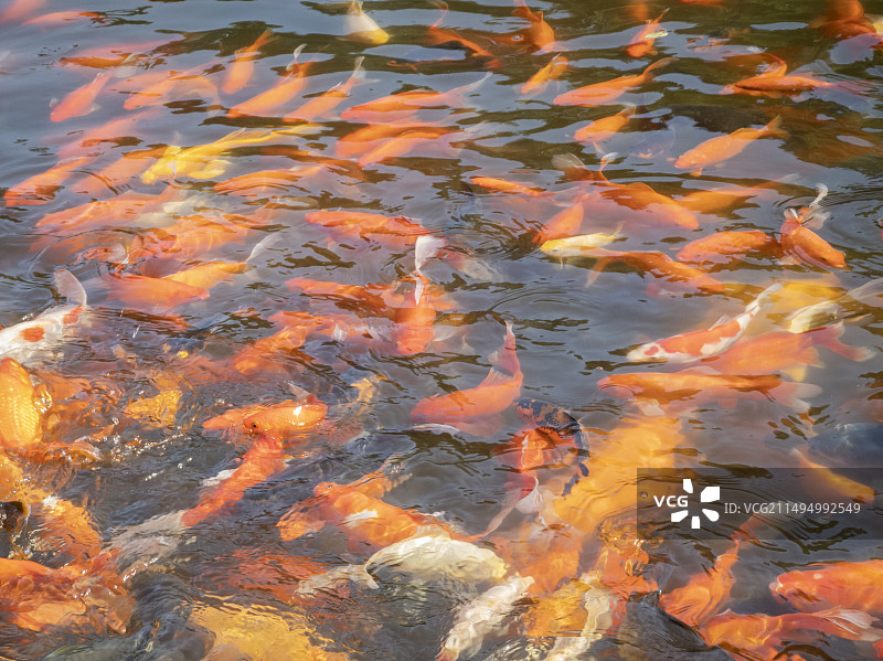 夏日水中嬉戏的锦鲤鱼群图片素材