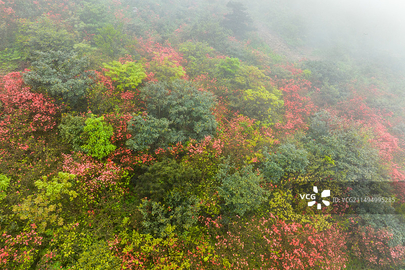 中国广西贺州昭平县仙殿顶乡村旅游区映山红花开满山红彤彤图片素材
