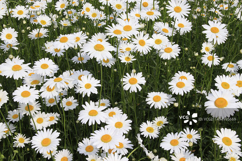 圣洁高雅的大滨菊图片素材