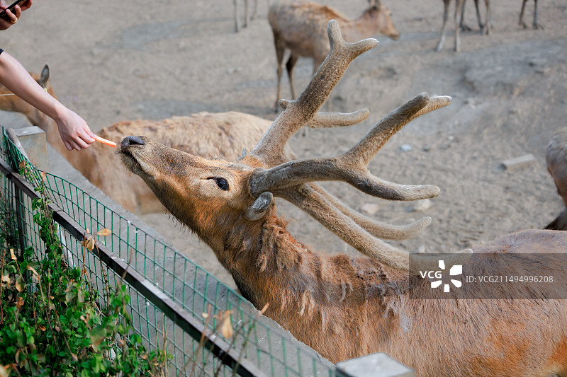 动物园里喂鹿的女人的手图片素材