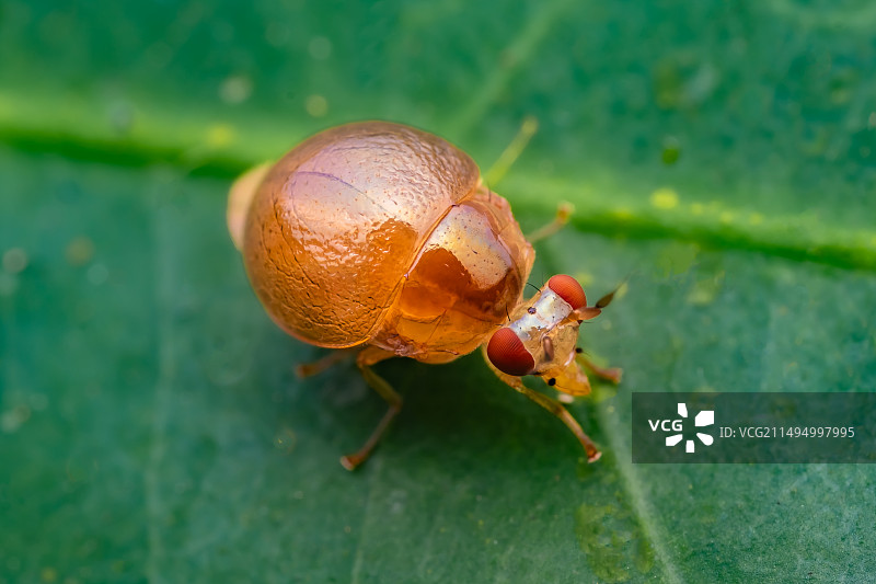 《甲蝇》图片素材