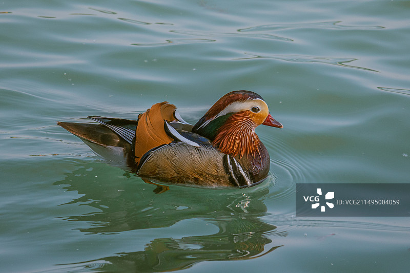 鸟类拍摄图片素材