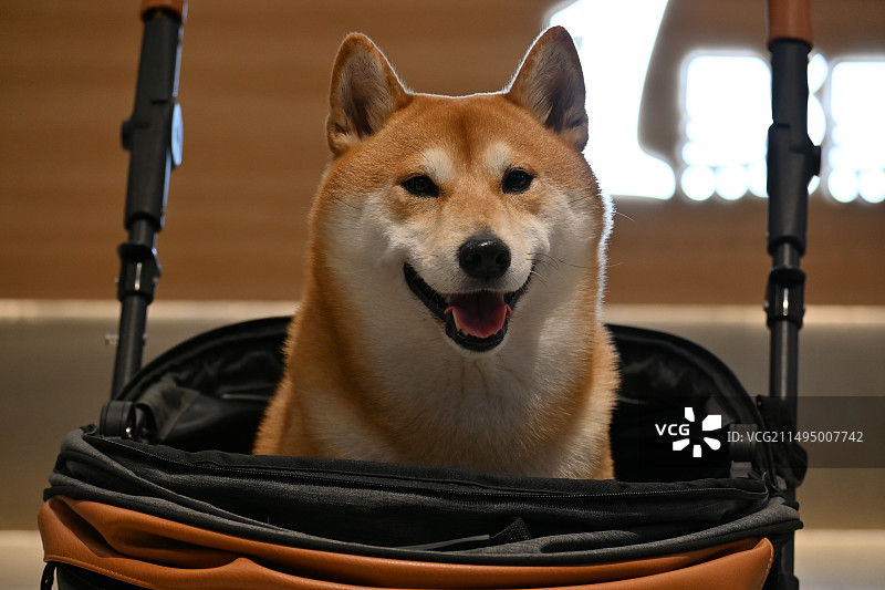 治愈系小狗图片素材