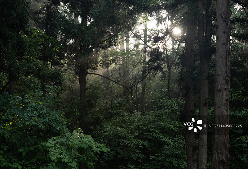 森林的丁达尔效应图片素材