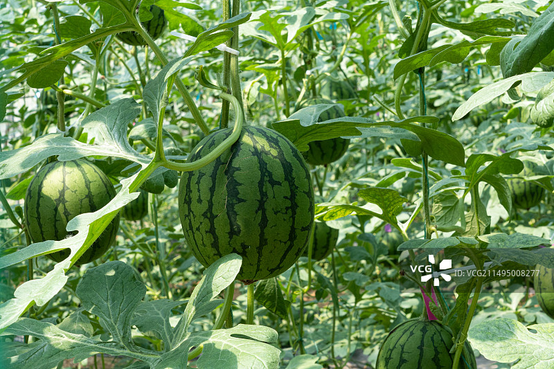 温室大棚里种植的西瓜图片素材
