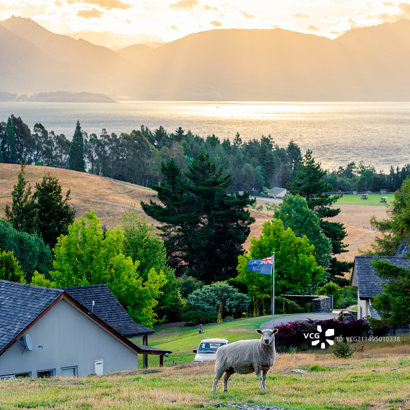 新西兰草原风光图片素材