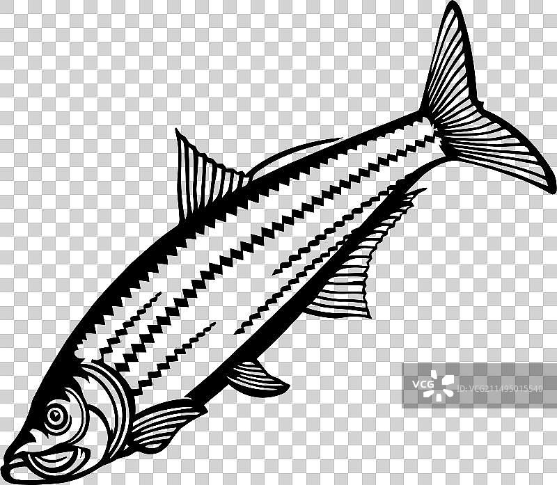 海鲢 - 美国鱼类logo图片素材