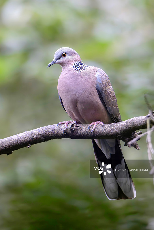 朱颈斑鸠图片素材