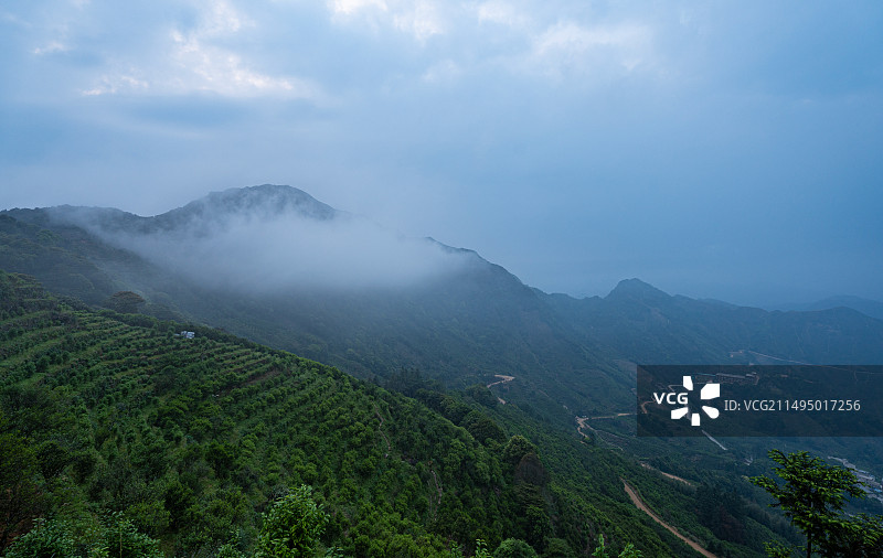 潮州凤凰山-大庵古茶园图片素材