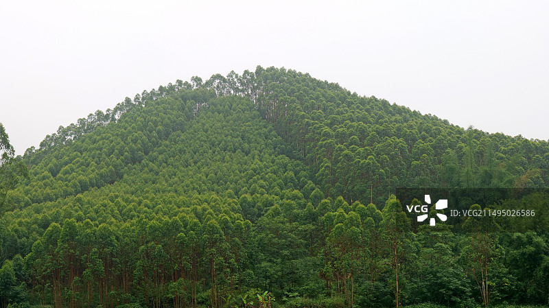 广西经济林桉树图片素材