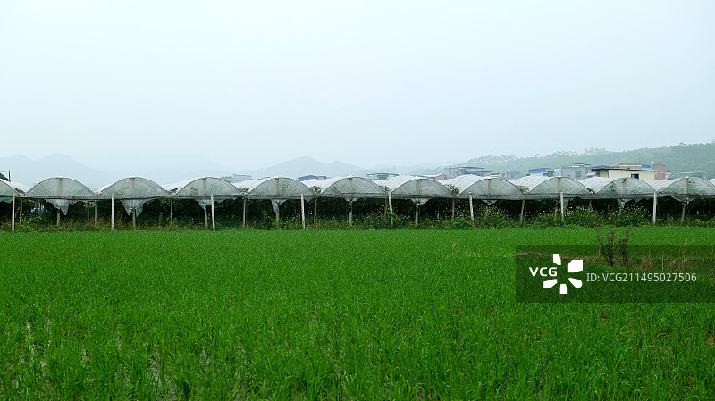 田间水果大棚图片素材